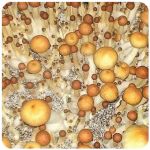 Псилоцибиновые (галлюциногенные)  грибы Psilocybin "Golden Teacher" в Власихе