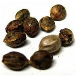 Семена марихуаны АК-47  (Seeds AK-47) в Власихе